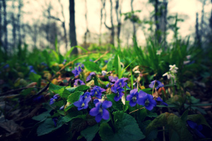Spring violets