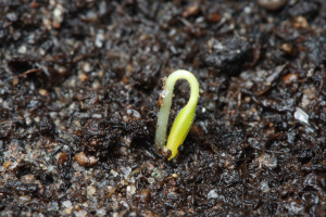 Chinese Ornamental Chilli Sprouting